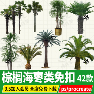 棕榈椰子树加拿利海枣png免扣ps效果图立面图procreate素材贴图