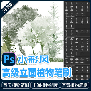 植物立面分析图水彩风格手绘水墨风高级树木乔木灌木立面图ps笔刷