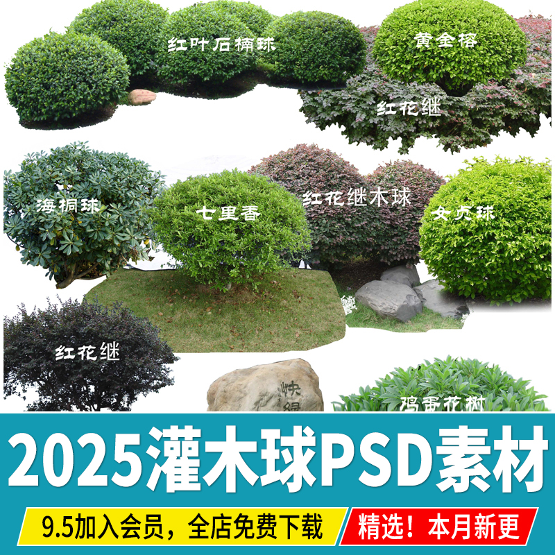 园林景观灌木球ps素材psd免抠效果图球形植物红檵木黄杨女贞石楠