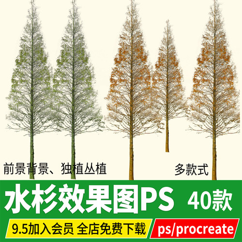 水杉效果图立面图png 湿地植物配景psd免扣ps分层procreate素材
