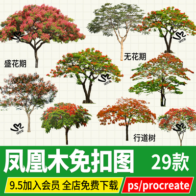 凤凰木ps效果图后期植物png免扣图开花期立面图psd无背景分层素材