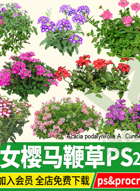 美女樱柳叶马鞭草花海花镜地被psd效果图ps素材procreate免扣png