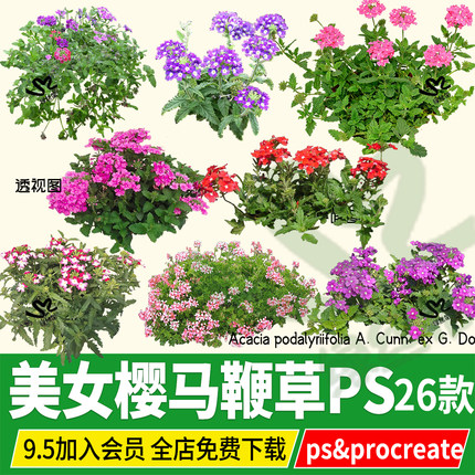 美女樱柳叶马鞭草花海花镜地被psd效果图ps素材procreate免扣png
