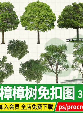 香樟PNG樟树行道树高清立面图效果图psd免扣ps分层素材procreate