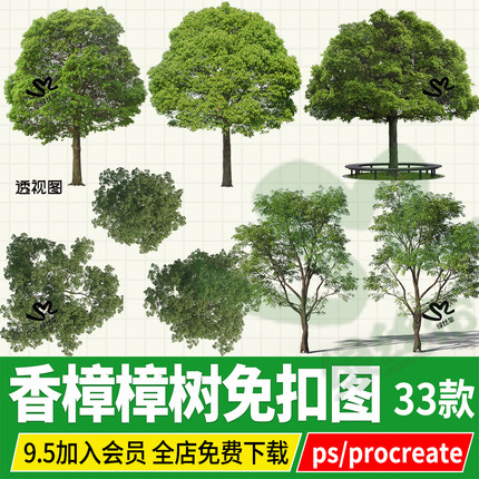 香樟PNG樟树行道树高清立面图效果图psd免扣ps分层素材procreate