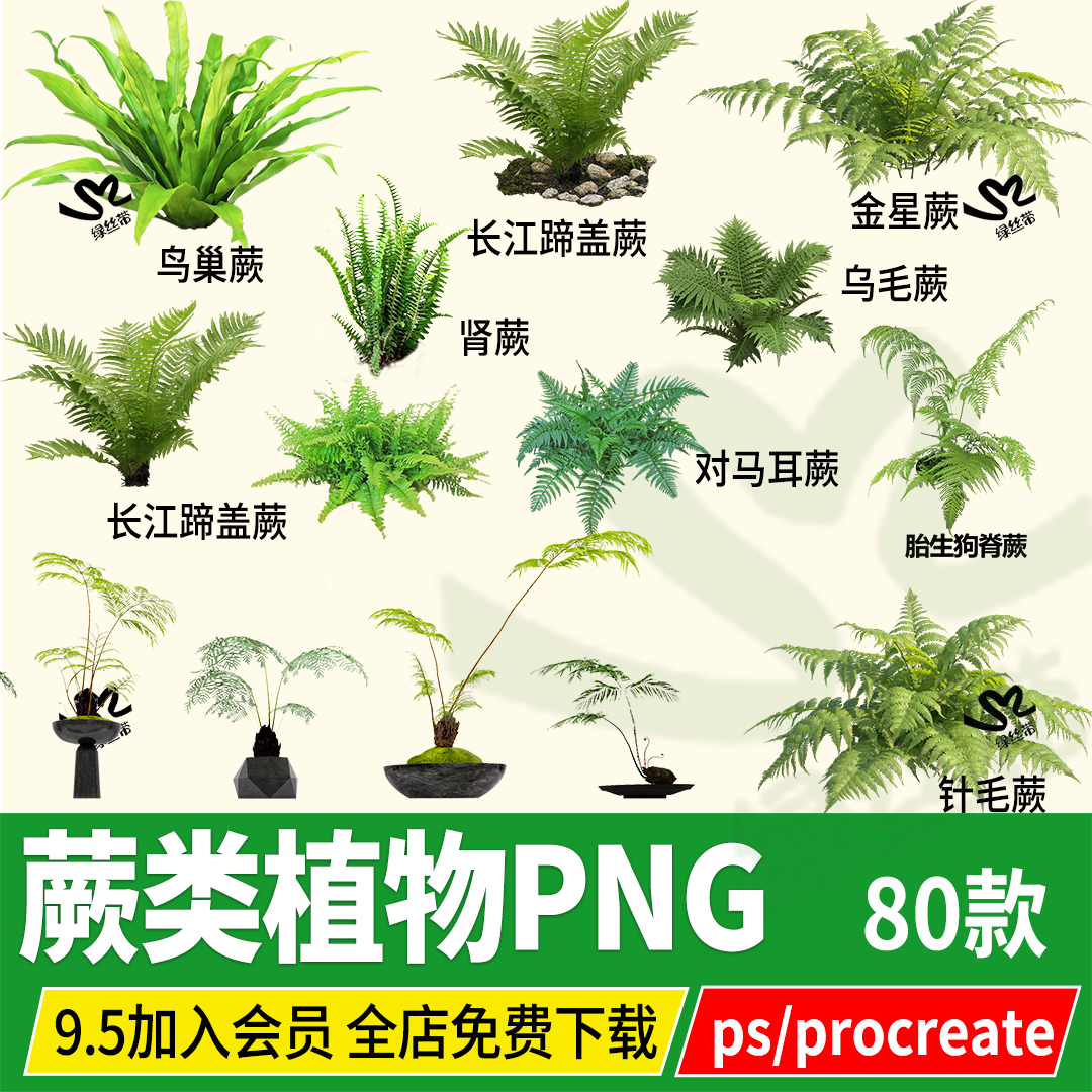 png肾蕨铁线蕨鸟巢蕨类植物psd盆栽绿植金丝猴头蕨 ps procreate