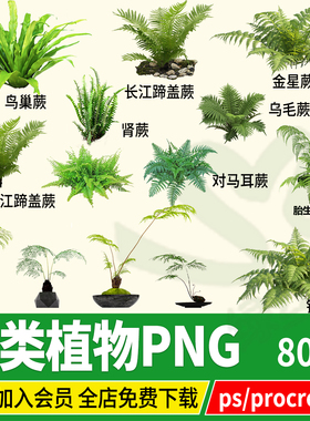 png肾蕨铁线蕨鸟巢蕨类植物psd盆栽绿植金丝猴头蕨 ps procreate