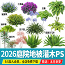 庭院植物灌木地被ps免扣素材psd花园玉簪矾根百子莲南天竹蕨苔草