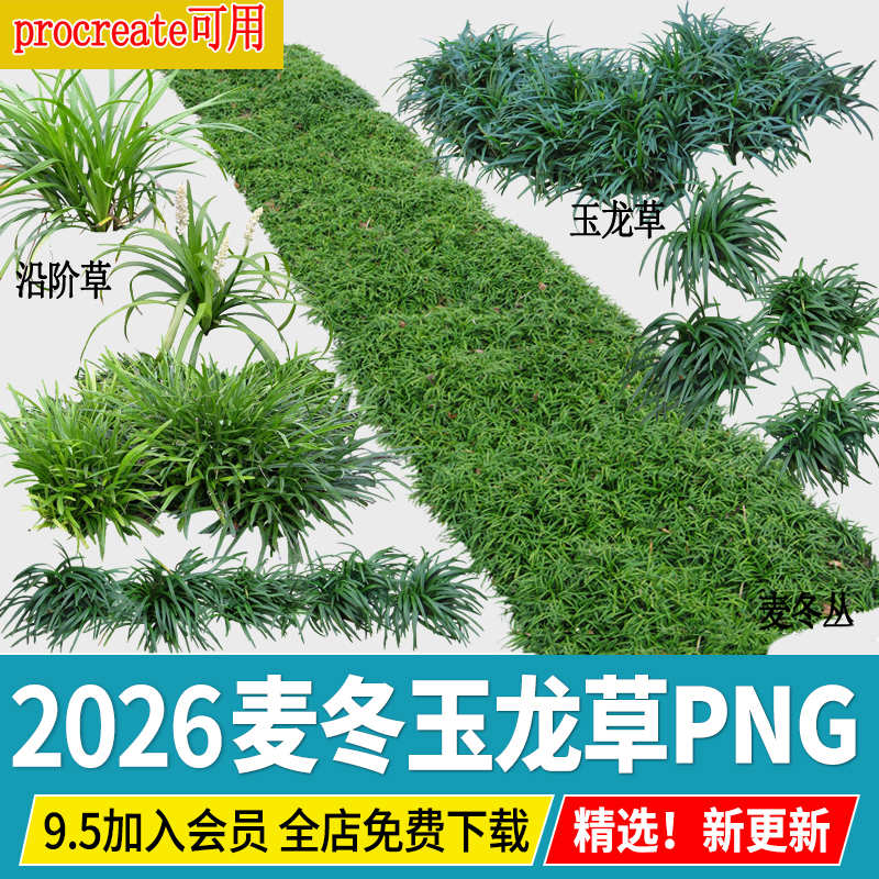 麦冬玉龙草 沿阶草 耐荫地被植物花境procreate高清免抠ps素材png