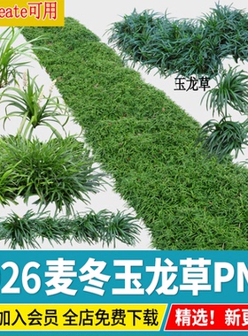 麦冬玉龙草 沿阶草 耐荫地被植物花境procreate高清免抠ps素材png