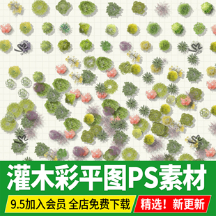 景观庭院平面树木灌木小乔木公园地被图例ps植物素材psd彩平图png