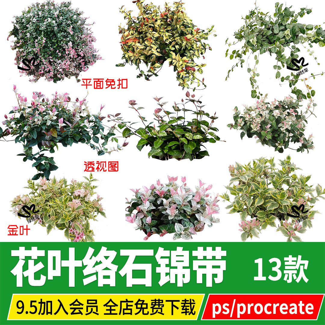 花叶络石锦带园林植物PNG免扣procreate平面图透视效果图PS素材