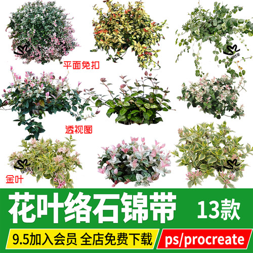 花叶络石锦带园林植物PNG免扣procreate平面图透视效果图PS素材