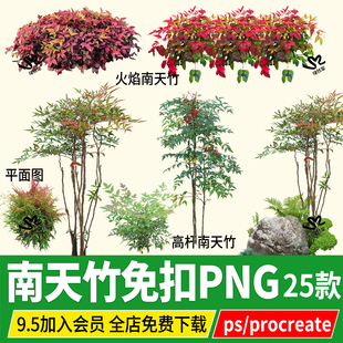 火焰南天竹地被灌木庭院植物png无背景psd分层ps素材procreate
