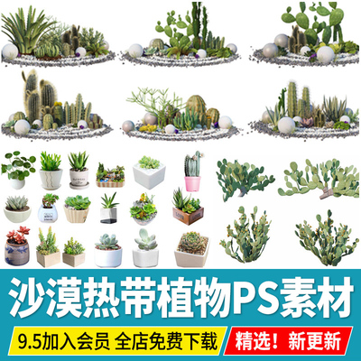 多肉植物热带沙漠盆栽ps素材psd免扣效果图沙生仙人掌景观造景