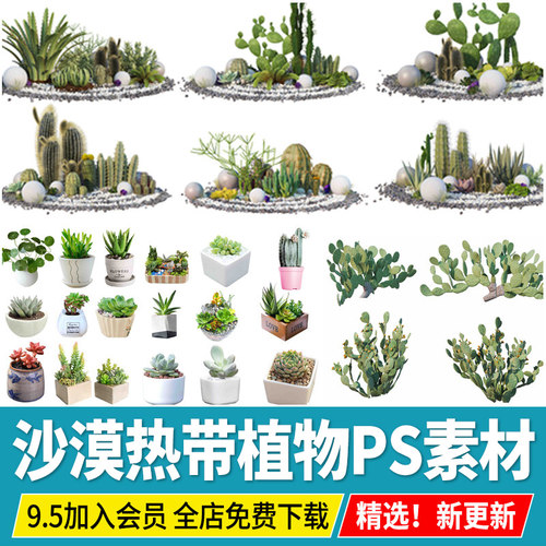 多肉植物热带沙漠盆栽ps素材psd免扣效果图沙生仙人掌景观造景