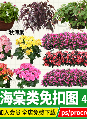 四季秋海棠丽格市政草本花卉png素材ps免扣图procreate效果透视图