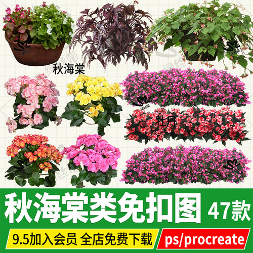 四季秋海棠丽格市政草本花卉png素材ps免扣图procreate效果透视图