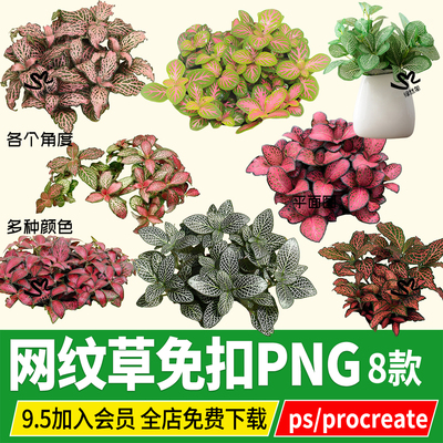 procreate网纹草银网草费道花PSD免扣ps素材png桌面植物