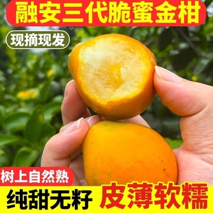 坏果包赔广西脆蜜金柑第三代脆蜜金桔一整箱新鲜纯甜无酸现摘现发