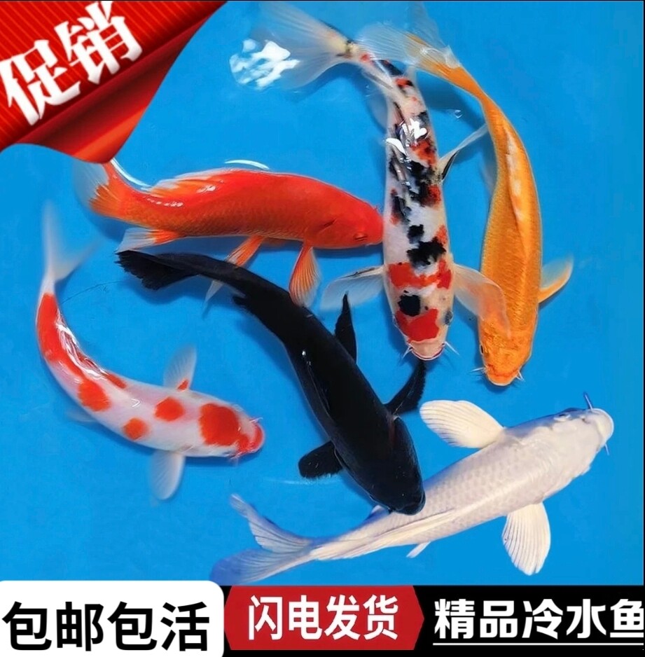 观赏鱼锦鲤活鱼草金鱼苗观赏鱼淡水黄金金鱼耐活好养招财风水冷水