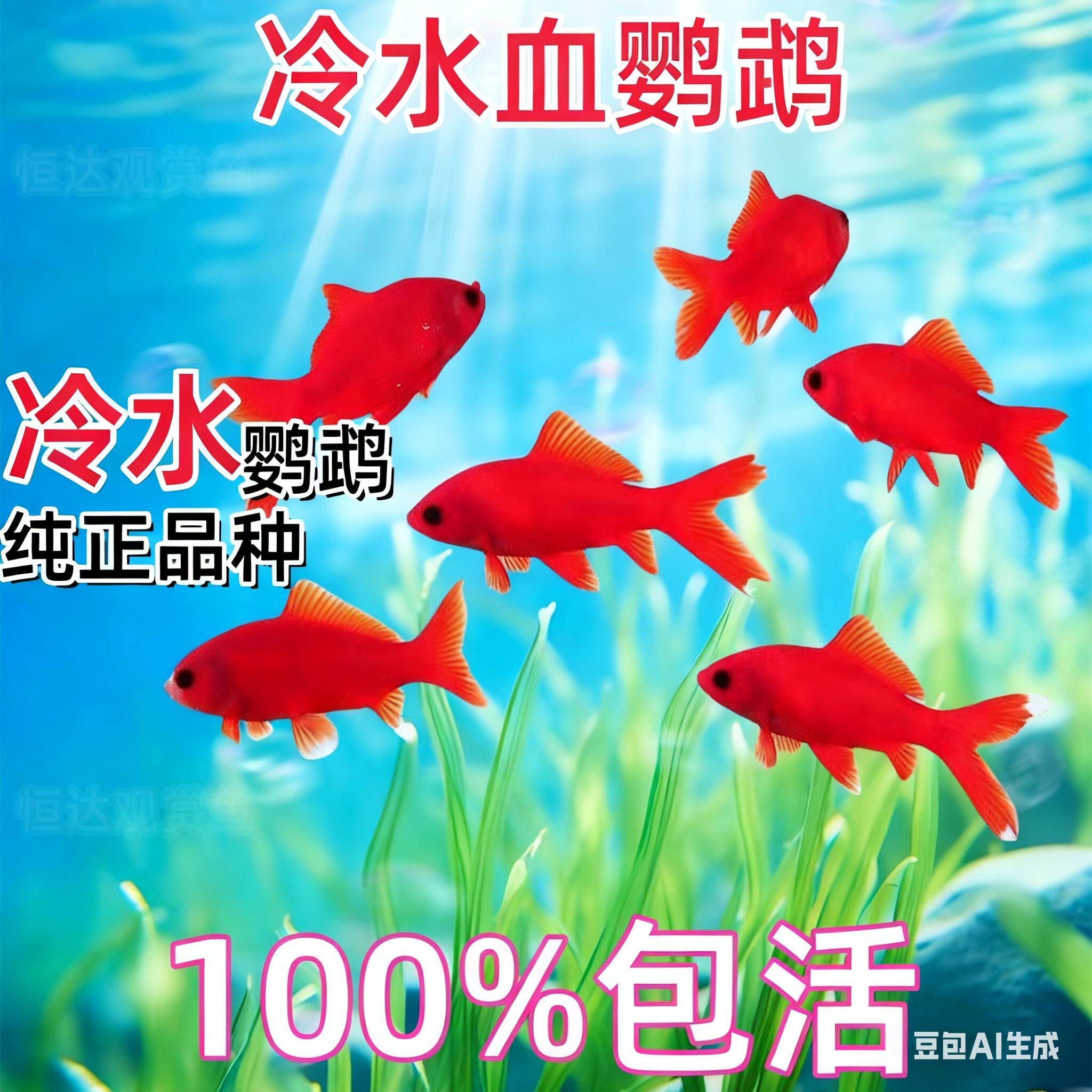 血红冷水鹦鹉鱼观赏鱼耐寒冷水鱼好养耐活草金鱼黑眼葡萄眼淡水鱼