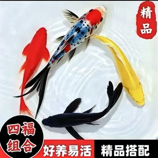 精品锦鲤四福组合活体鱼淡水鱼观赏鱼好养易活草金长尾冷水鱼小型