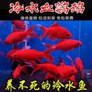 冷水血鹦鹉观赏鱼活鱼好养耐活锦鲤鱼小型淡水葡萄眼黑眼红草金鱼