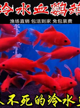 冷水血鹦鹉观赏鱼活鱼好养耐活锦鲤鱼小型淡水葡萄眼黑眼红草金鱼