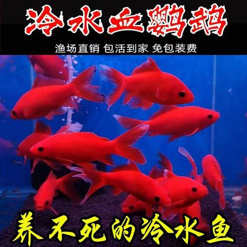 冷水血鹦鹉观赏鱼好养耐活招财鱼