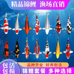 锦鲤观赏鱼金鱼活鱼锦鲤活鱼草金鱼冷水鱼淡水观赏鱼练手鱼好养