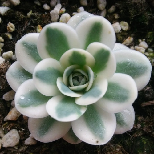 伏地魔多肉 价格 怎么样 图片