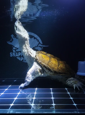 淡水乌龟鳄龟草龟巴西大青水养龟肿白炎腐等