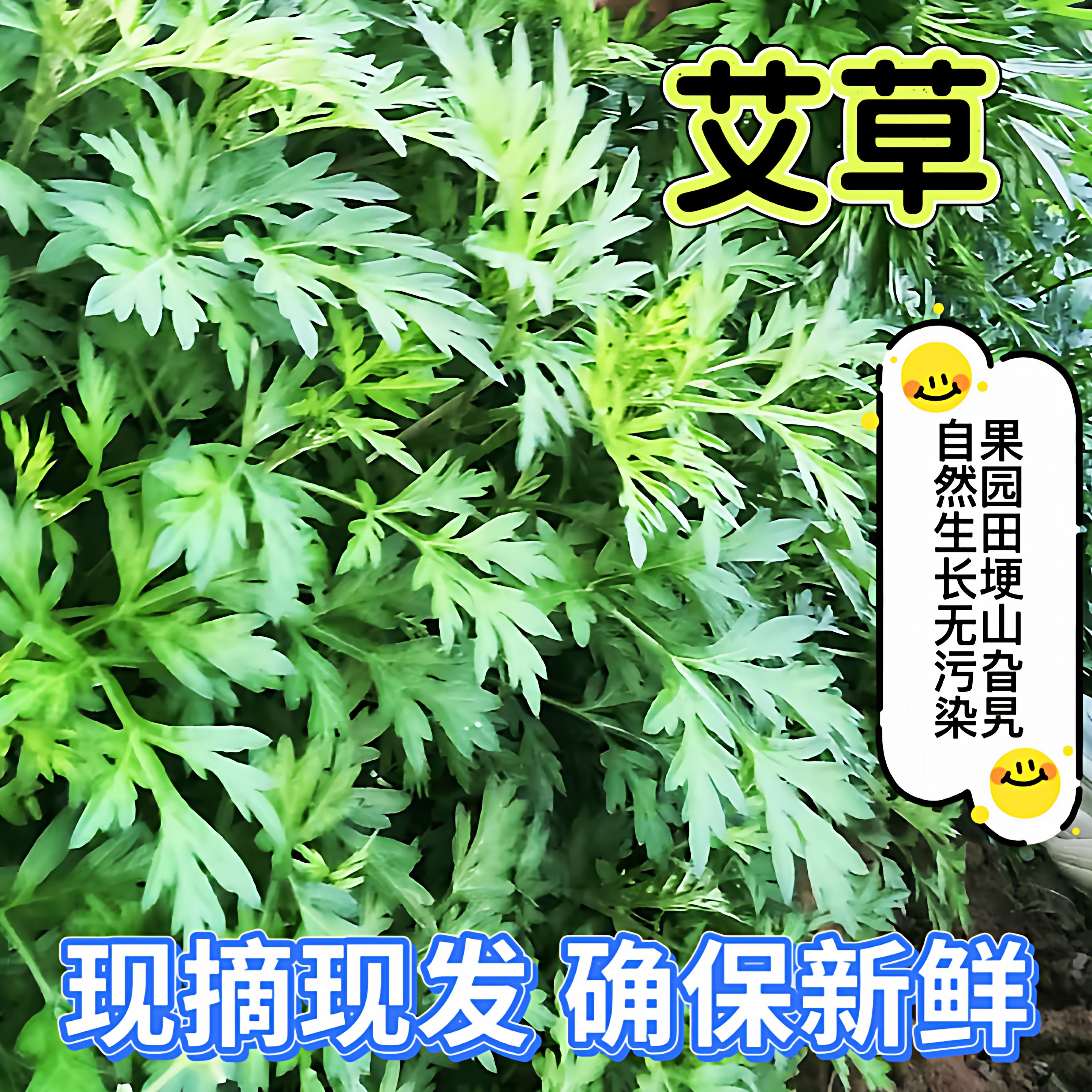 艾草新鲜蔬菜当季食用现摘农家生艾草叶艾草清明草糍粑艾粄青团