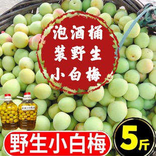 青梅果新鲜泡酒现摘诏安高山小白梅散装泡酒酸梅子泡酒桶装水果