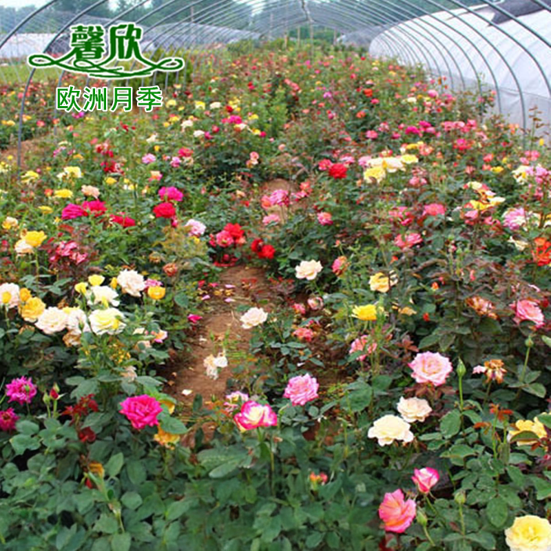 月季花苗开花玫瑰爬藤植物图片