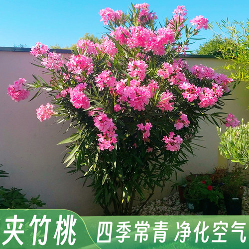 柳叶桃树庭院花卉夹竹桃苗室外盆栽净化空气四季常青工程绿化用苗