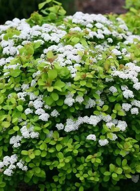 阳台庭院好养活植物四季开花
