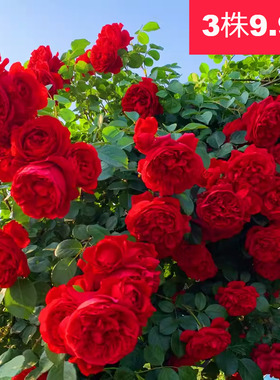 藤本月季大花浓香多花蔷薇花苗庭院别墅阳台爬藤攀援植物花卉盆栽