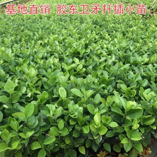 胶东卫矛扦插小苗秧苗圃种植色块灌木冬青扶芳藤卫毛床苗基地直销