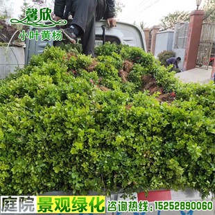 基地直销小叶黄杨扦插小苗瓜子黄杨北方苗圃种植各种绿化灌木小苗