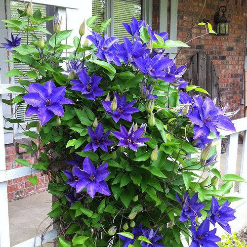 四季铁线莲带芽爬藤9.9元3棵