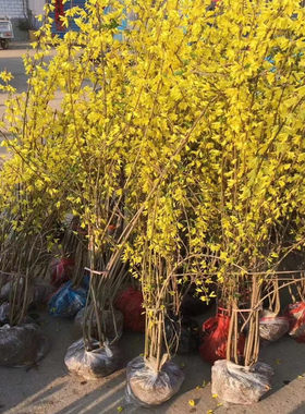 连翘树苗药用高产大果丛生连翘球庭院盆地栽绿化苗木青翘种苗耐寒