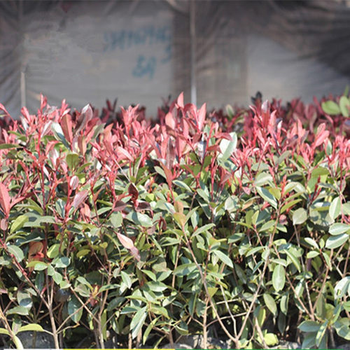 红叶石楠树苗园林绿化苗耐寒绿篱
