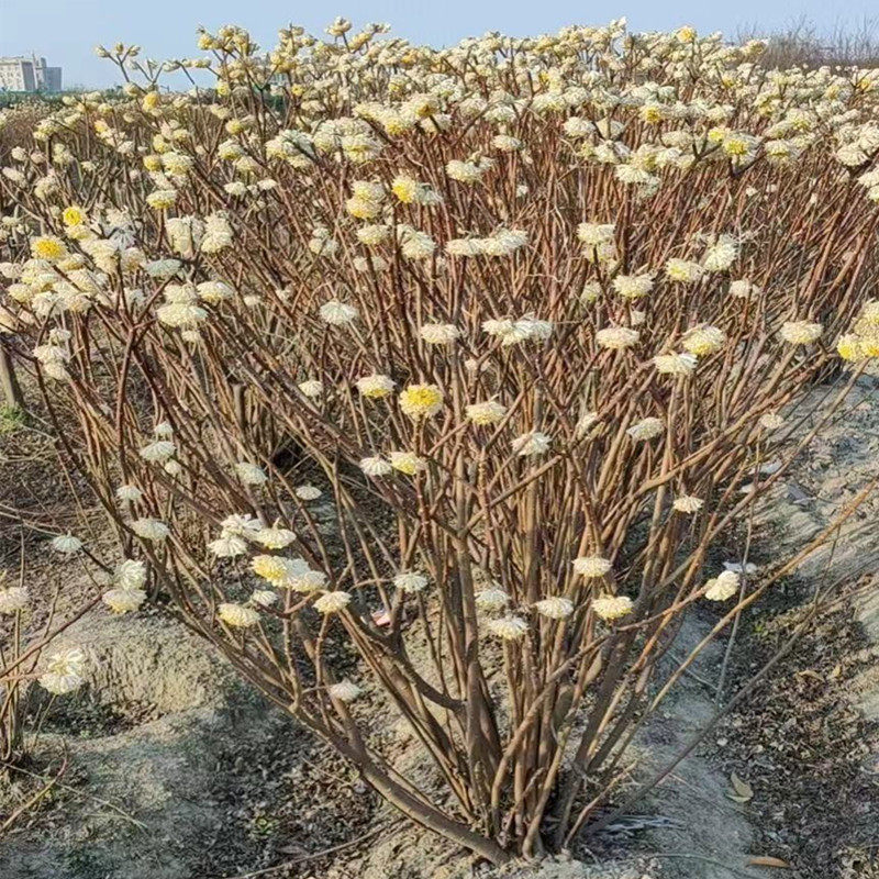 庭院绿化打结花 打结树 黄瑞香梦冬花小苗丛生结香球浓香花卉盆栽
