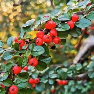 平枝荀子 铺地蜈蚣 小叶栒子平枝旬子苗盆景匍匐灌木工程绿化苗木