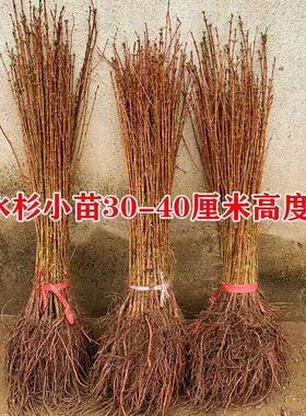 水杉落羽杉苗荒山复绿