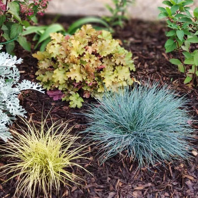 蓝羊茅盆栽耐寒耐热庭院户外四季常绿多年生观赏好养地被花镜植物