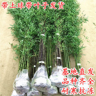 竹子苗庭院植物盆栽四季常青绿化黄金竹苗金镶玉罗汉竹毛竹苗紫竹