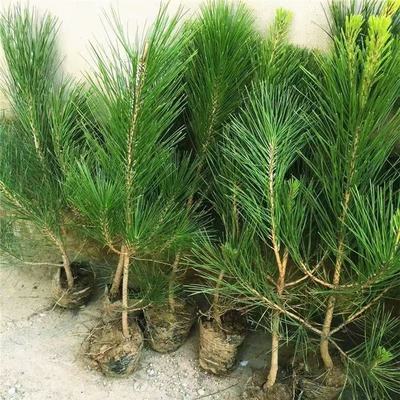 黑松白皮松四季常青名贵